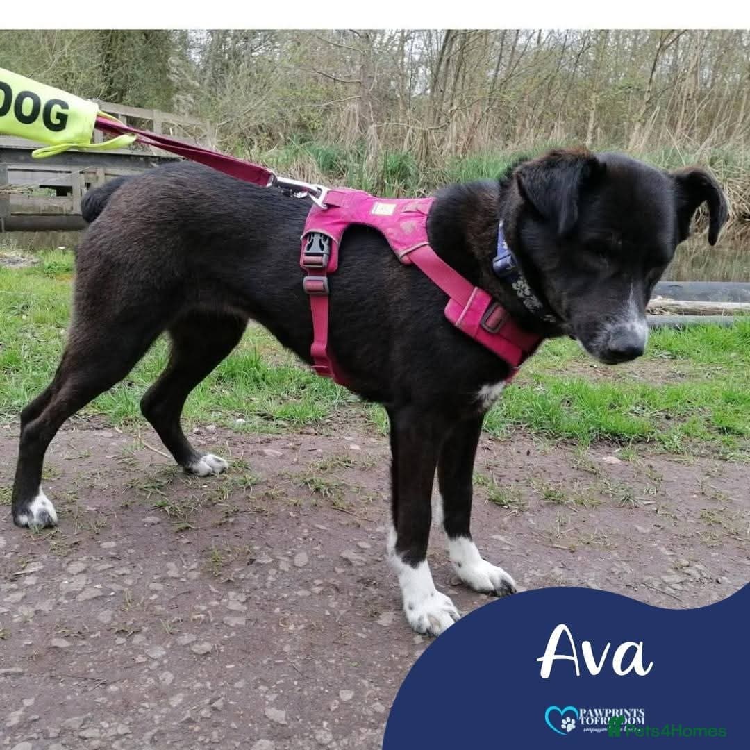 Meet Ava, currently residing in Shropshire photo 2