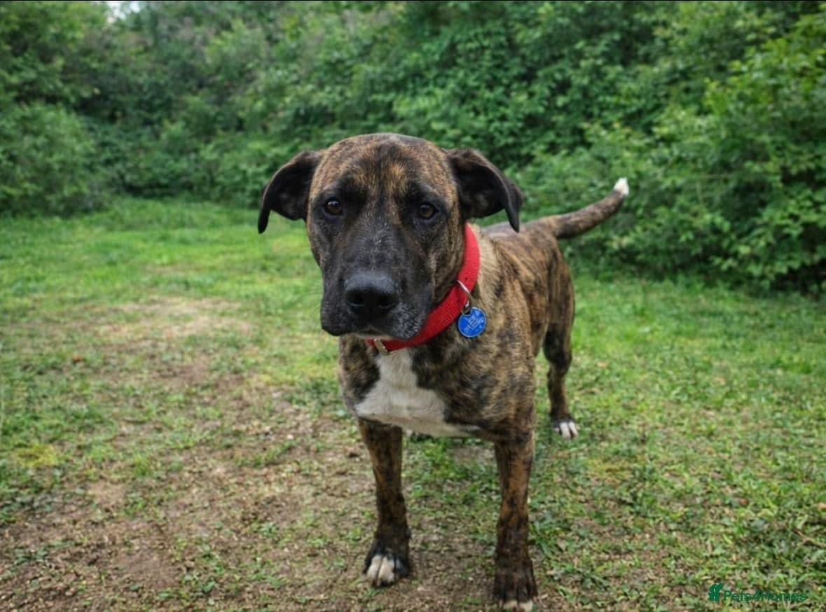 ️🚨URGENT🚨‼️ ALMA🩷🐾 Around 5 years photo 2