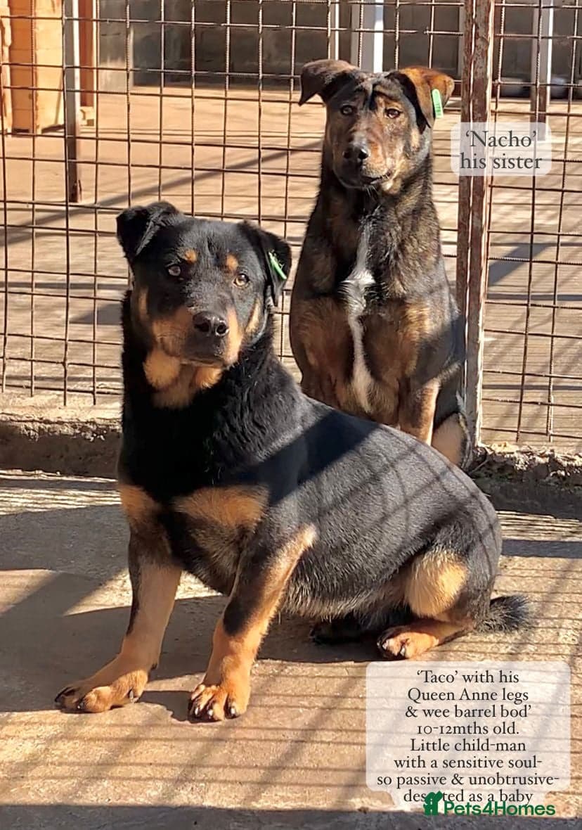 Taco, 10-12 months old. photo 3