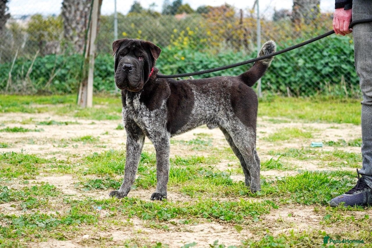 Teddy, sharpei cross, — Shar Pei