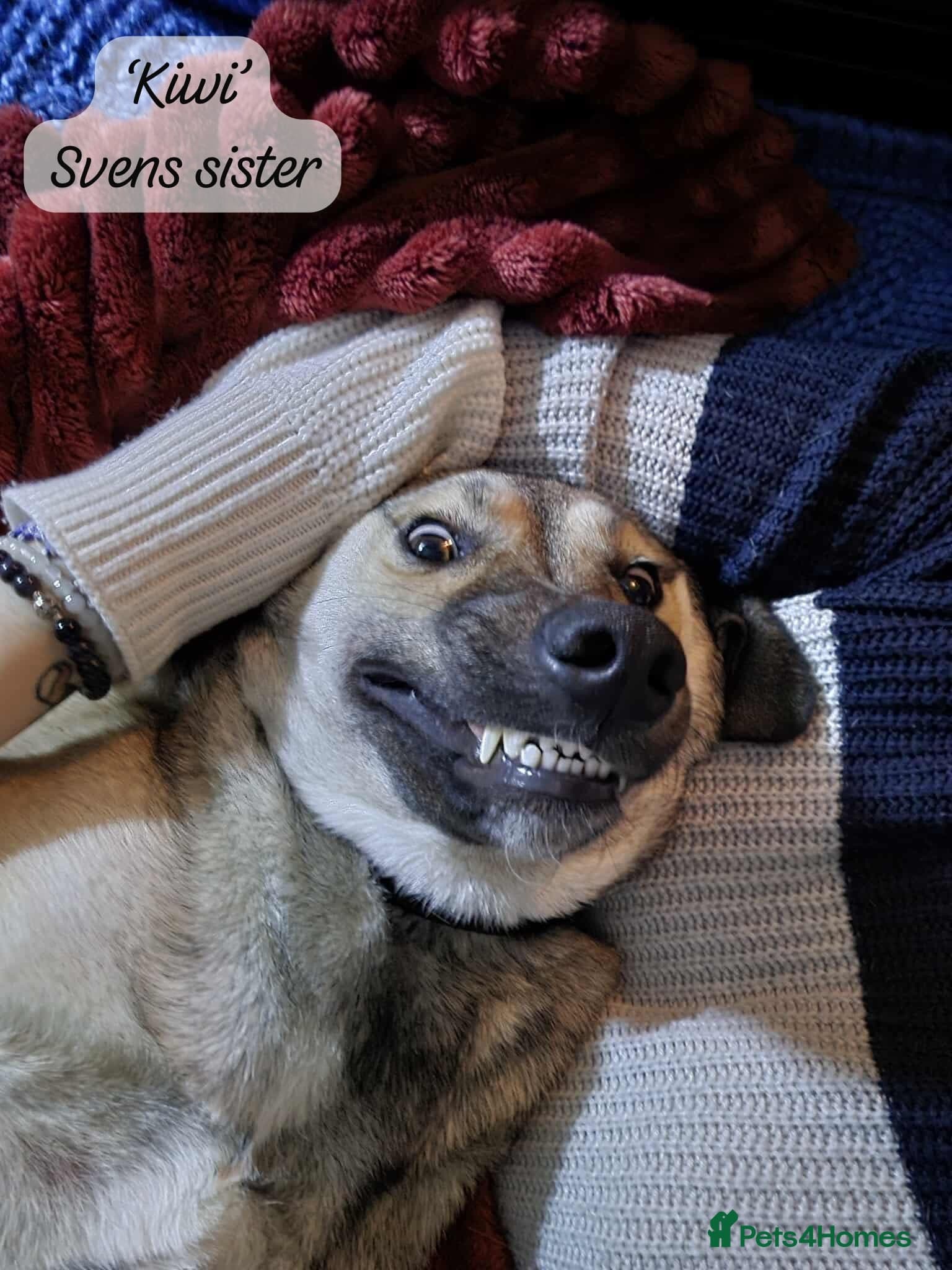 Sven, 1.5 yrs approx.Available for adoption. photo 3