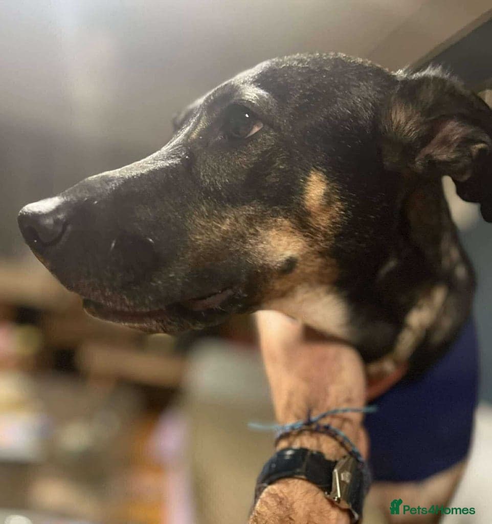 Anthi - in UK Foster (Colchester) — Mixed Breed