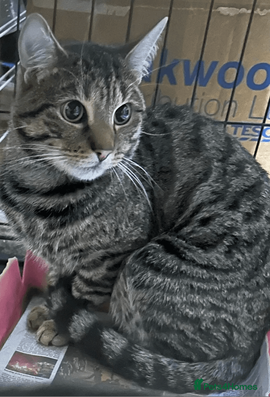 Sweet girl Amelia — Mixed Breed