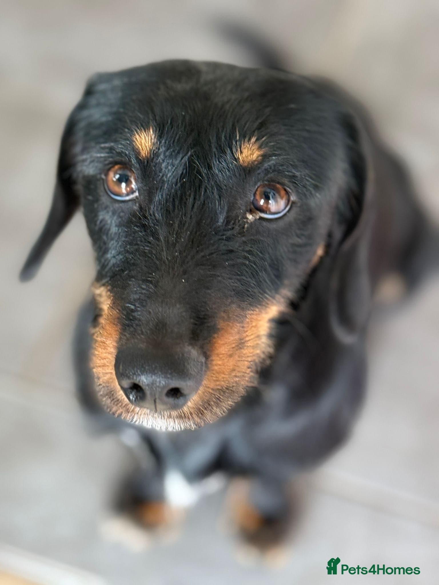 Lovely Cooper ready for his home! photo 17