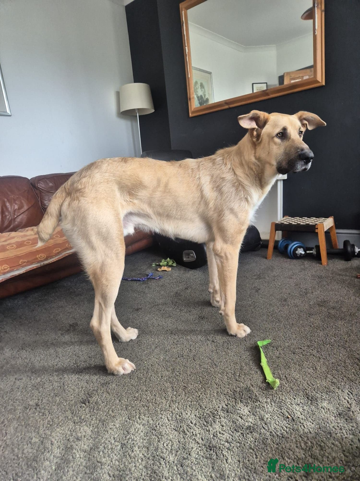 Youthful gentle Balto (Newquay Cornwall) photo 4