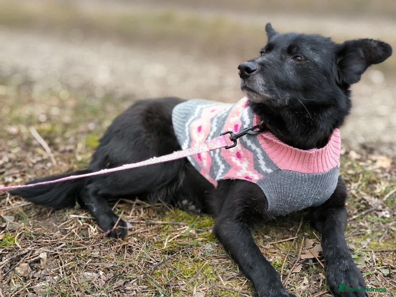 οΈπΆ tofa photo 14