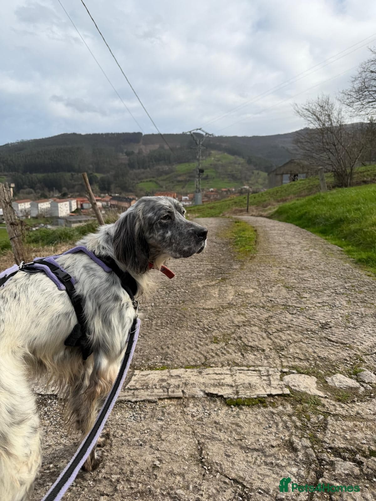 Iru — English Setter