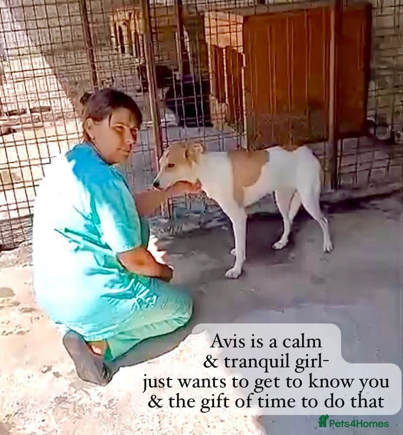 Avis- 20 months - photo 21