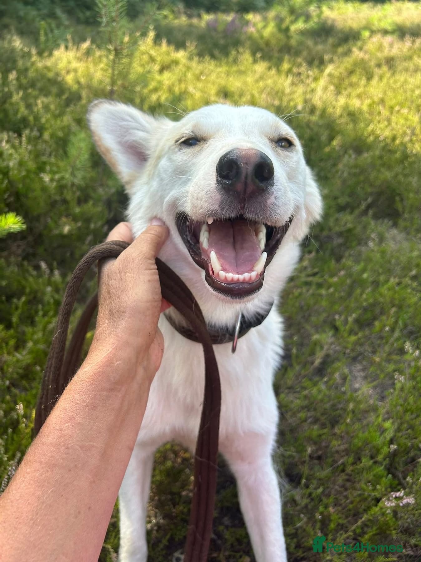 Song - Norwich Norfolk photo 2