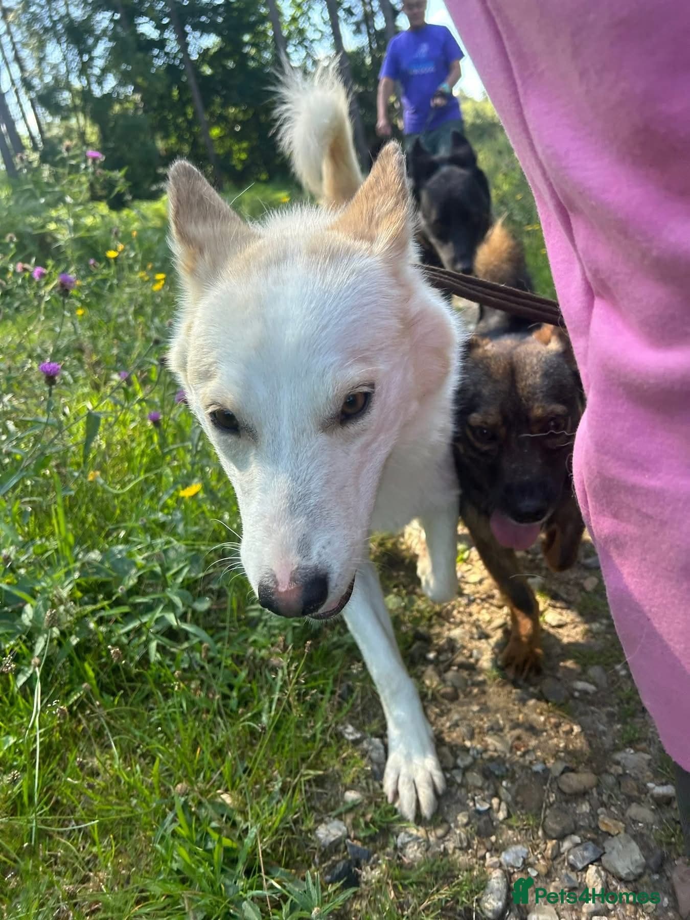 Song - Norwich Norfolk photo 22