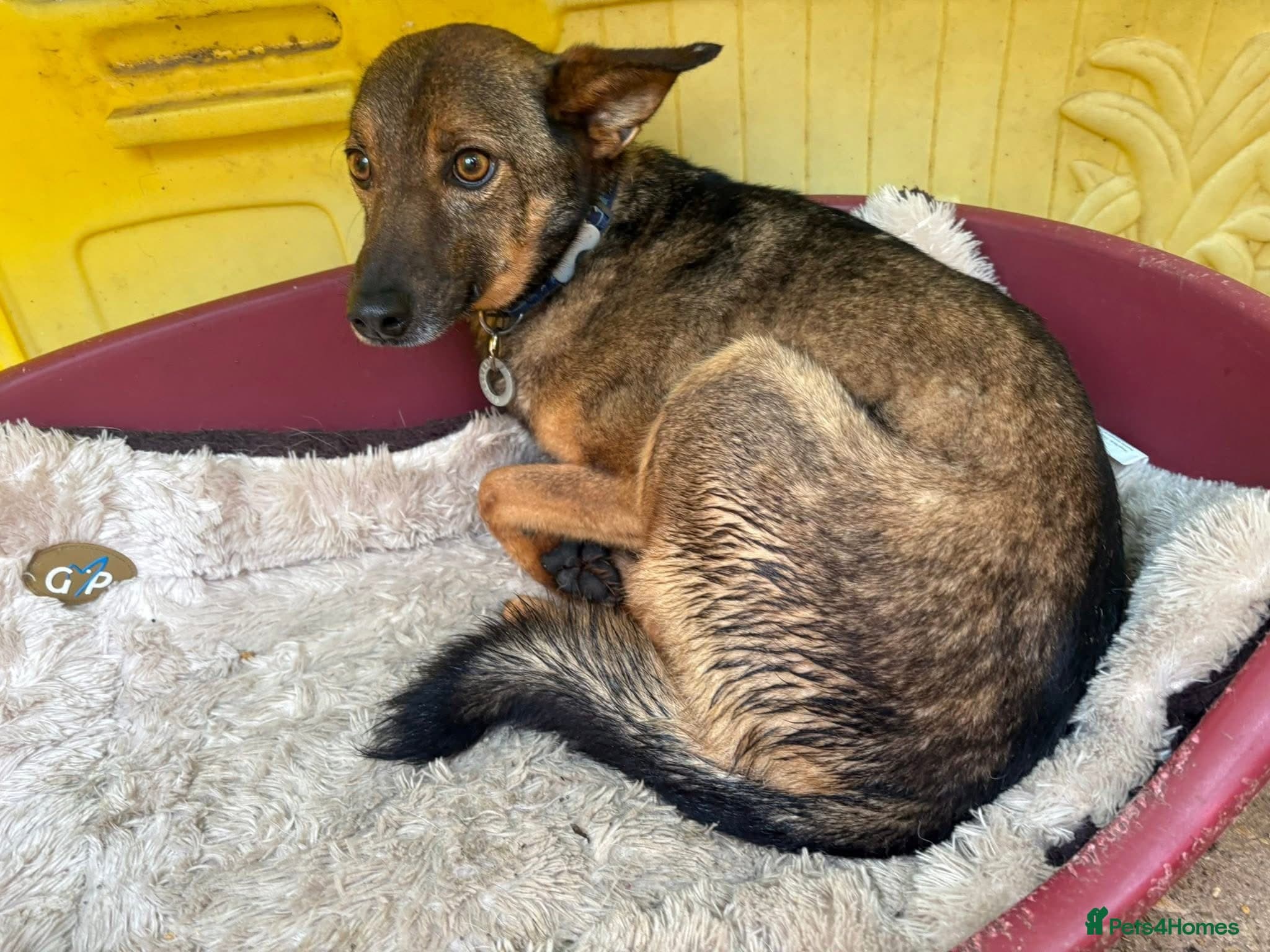 Figgy - Norwich Norfolk photo 5