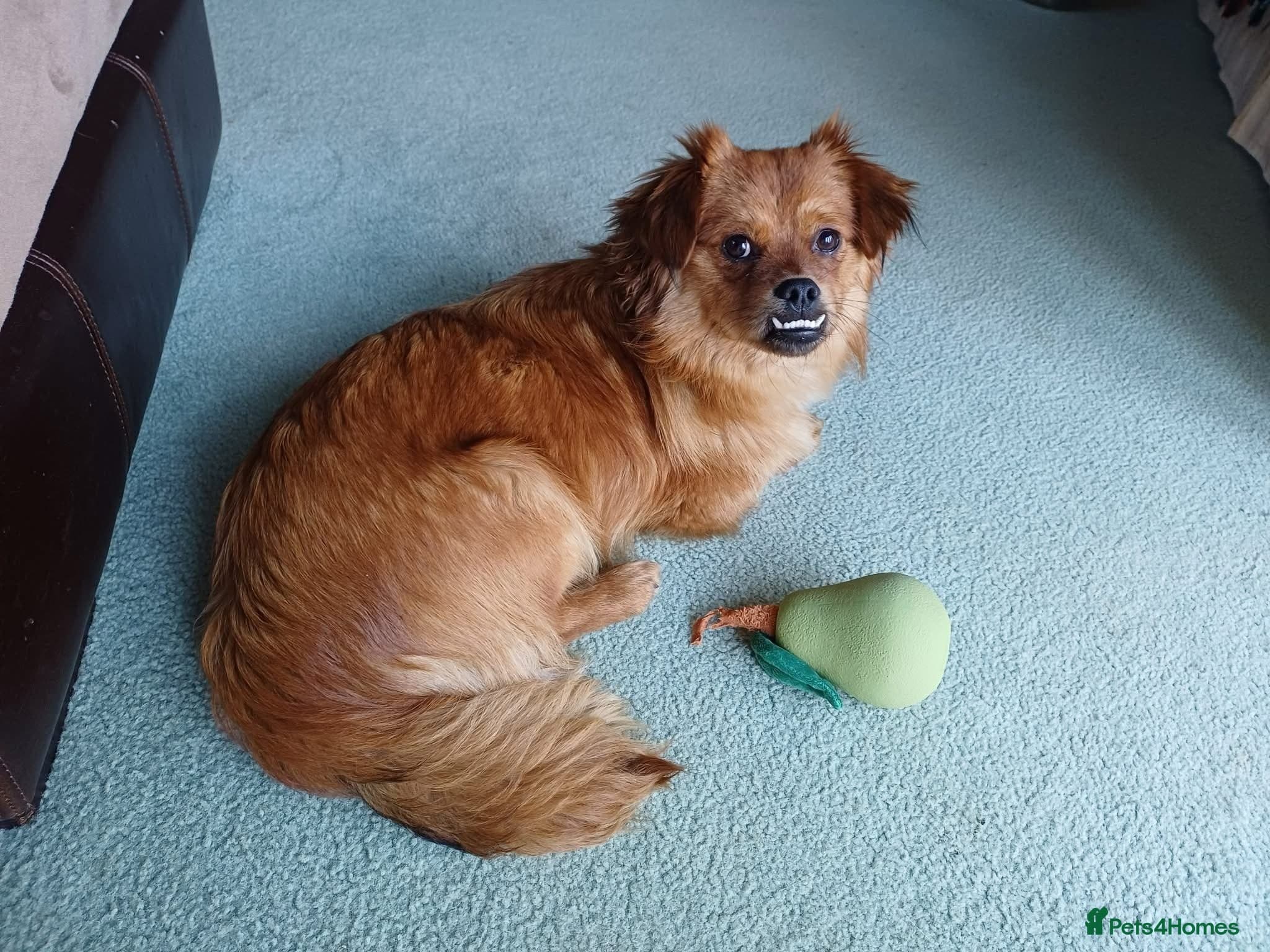 Cuddly Charlie photo 3