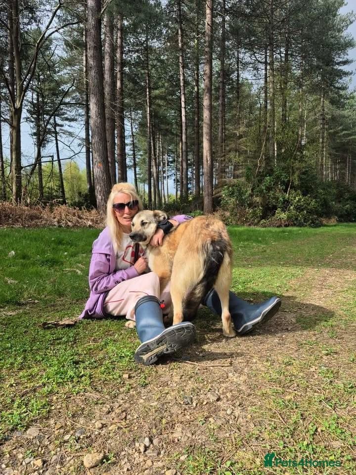 Molly - Norwich Norfolk β Mixed Breed