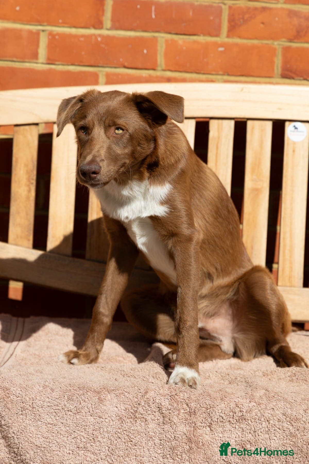 Mocha - everyone loves this lad — Mixed Breed