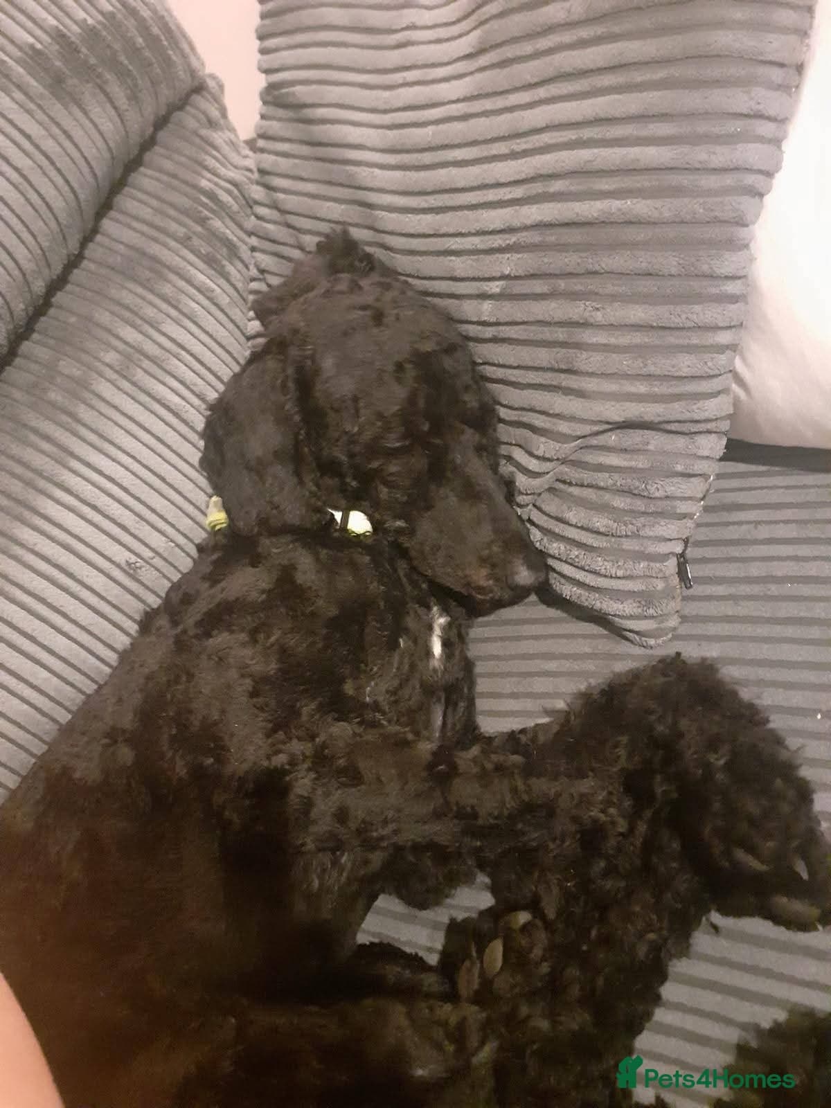 οΈπΆ charlie photo 3