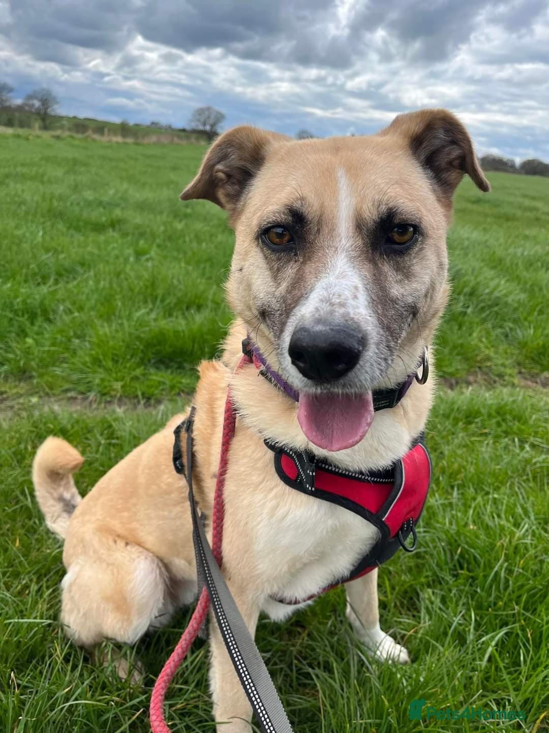 Meet Ruma, currently residing in Cheshire photo 19