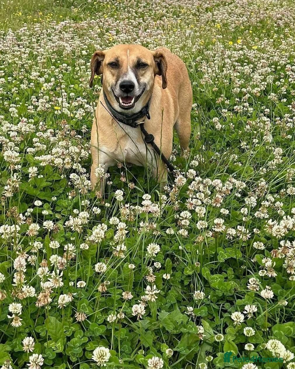 Shandy, a real sweetheart π§‘ photo 8