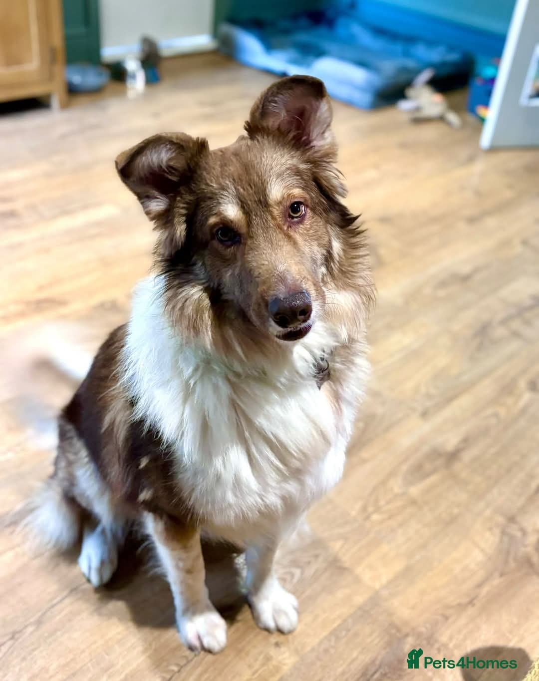 Meet Teddy, currently residing in Lincolnshire photo 8