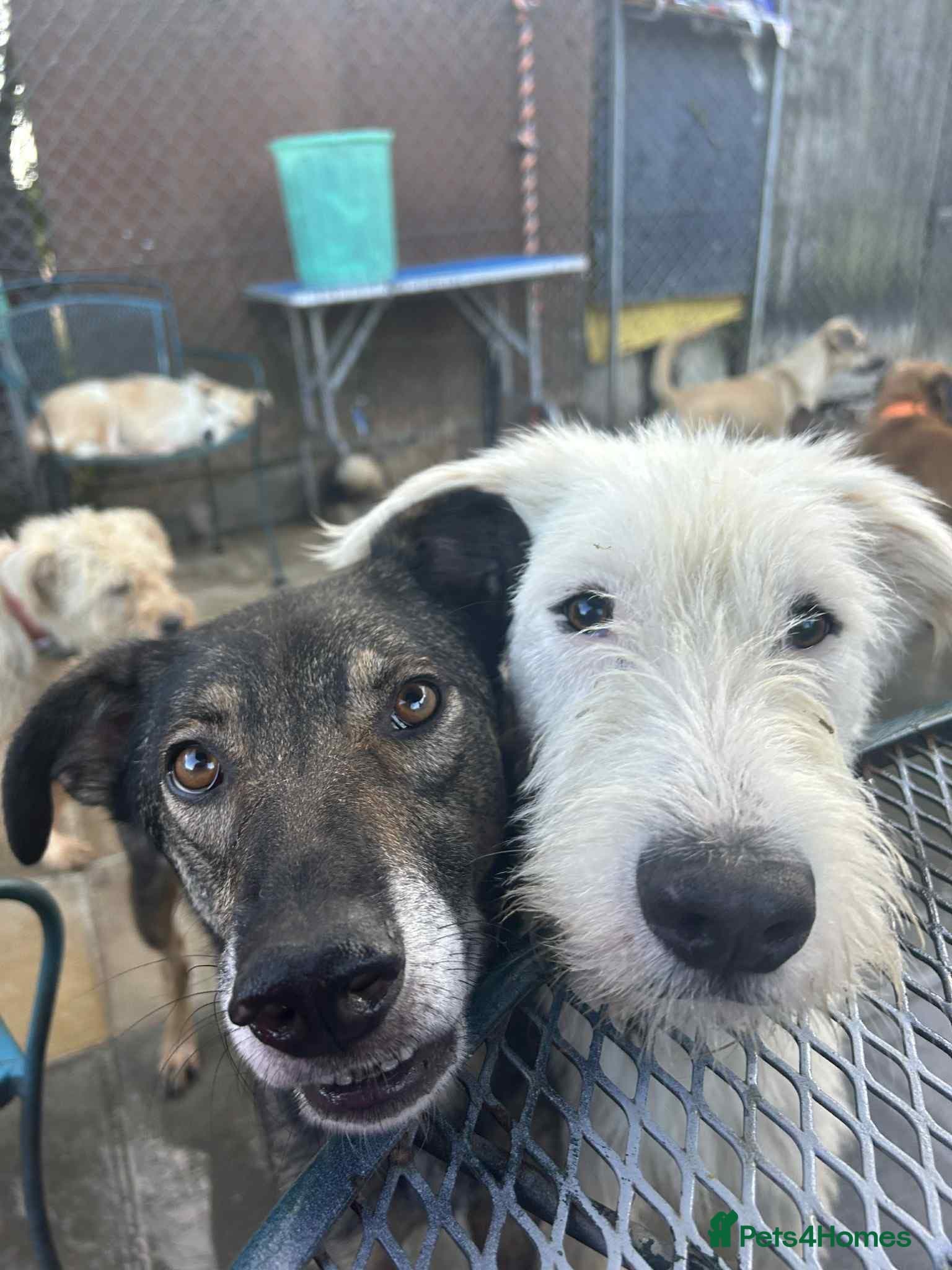 Peter - Norwich Norfolk photo 2