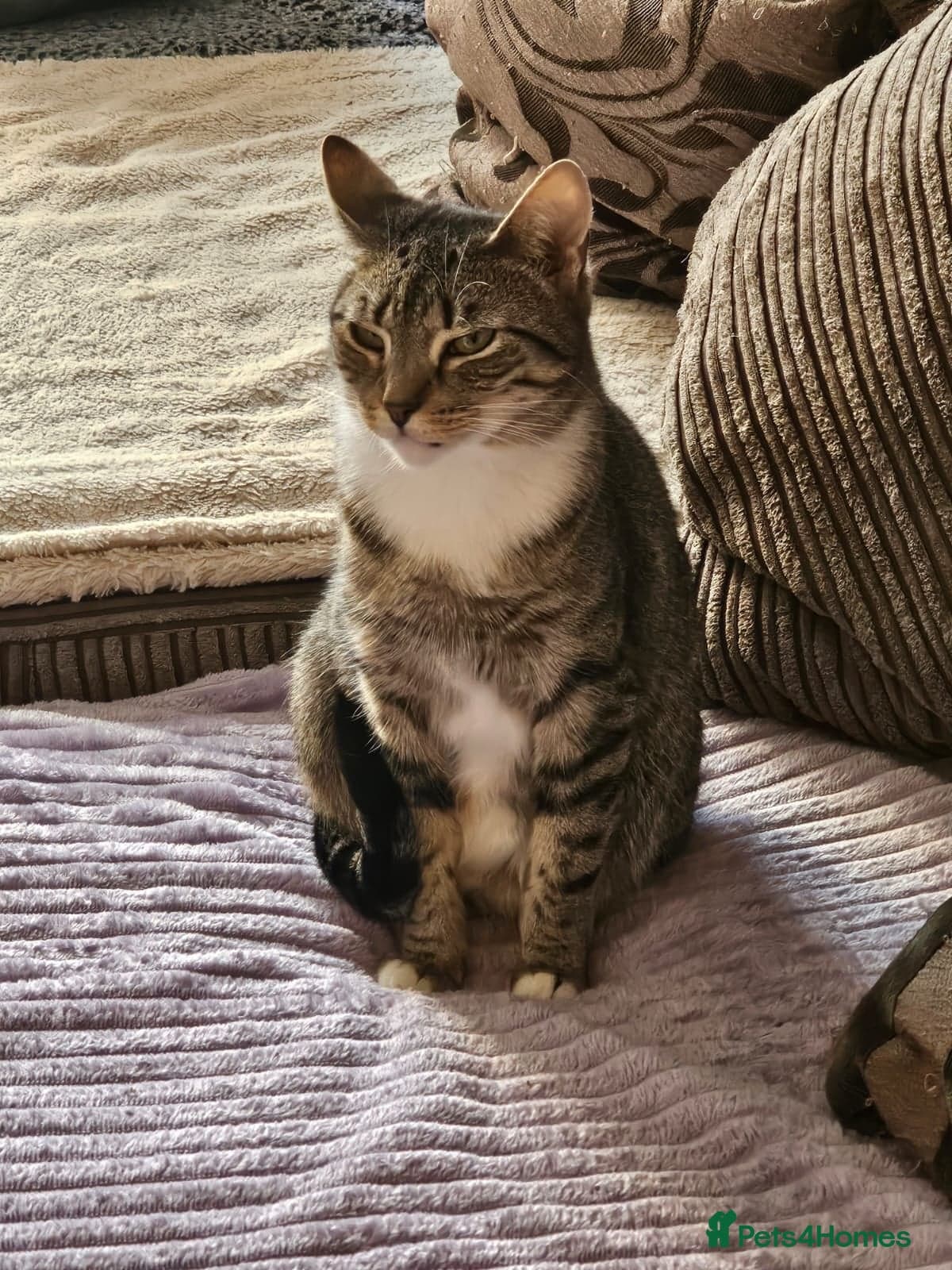 yr old Rescue Cat photo 5