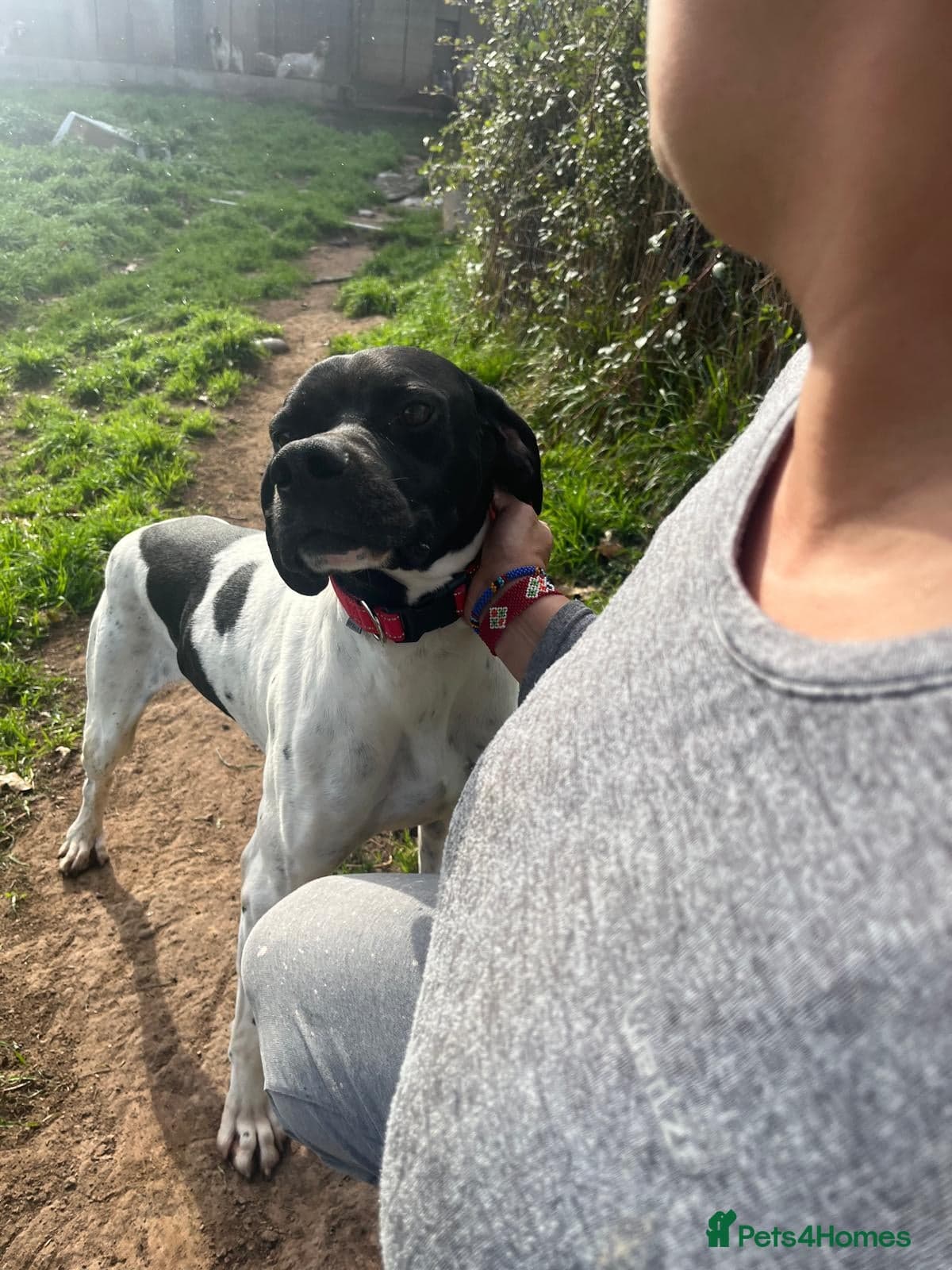 Pointer, Duke photo 6