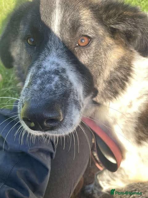 Meet Penny, currently residing in Cheshire photo 3