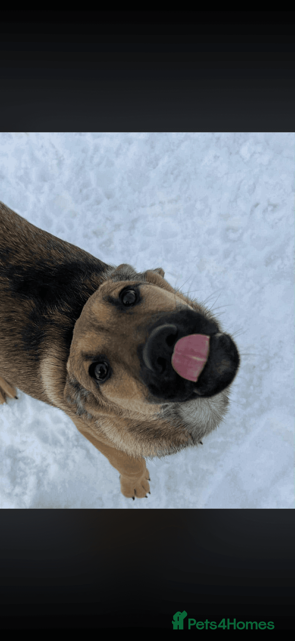 Clover - new info and photos/videos🍀 photo 10