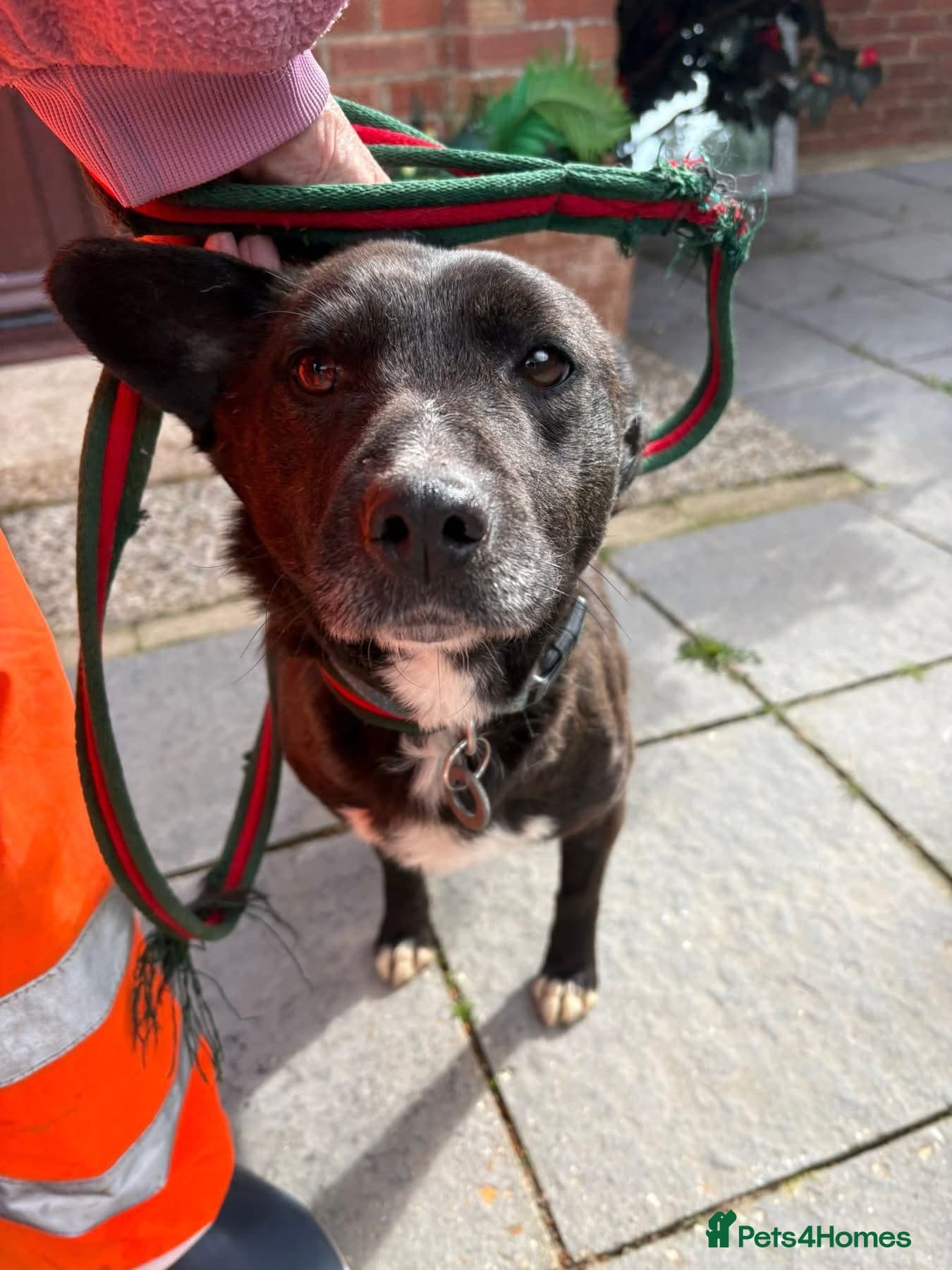 Penfold - Norwich Norfolk photo 5