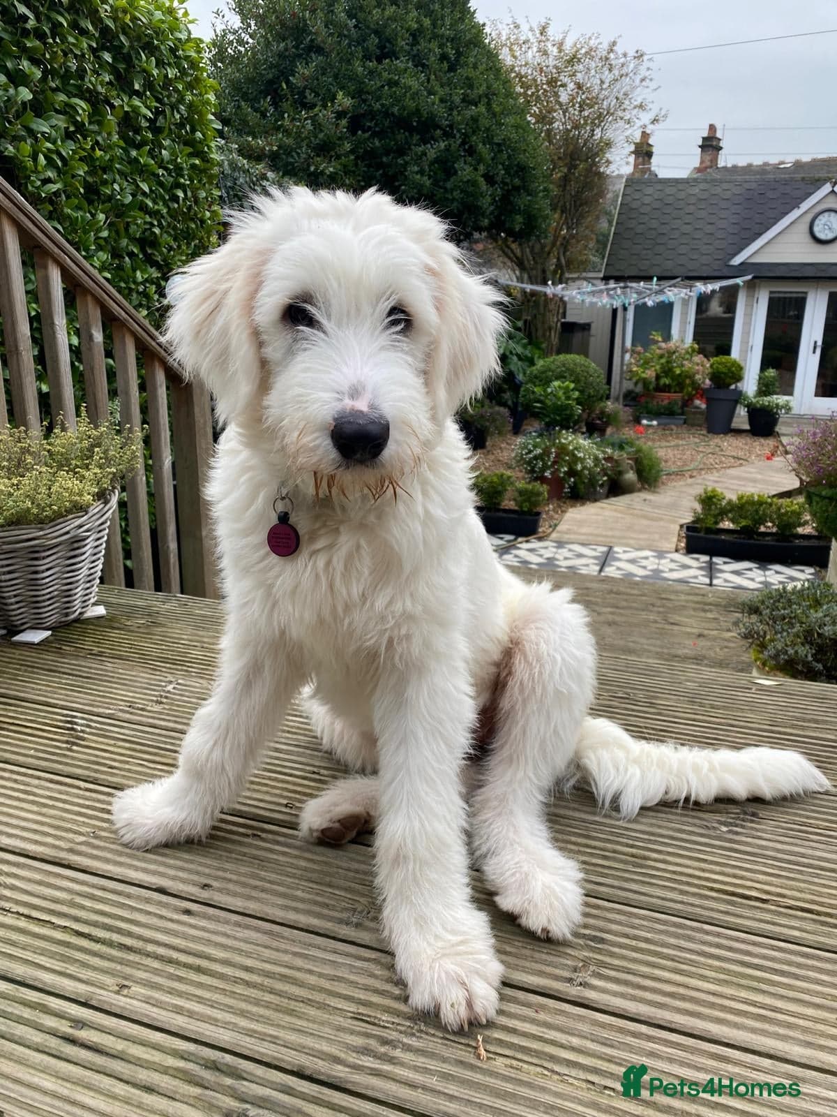 JOJO,URGENT🖤 Superb big Girl photo 16