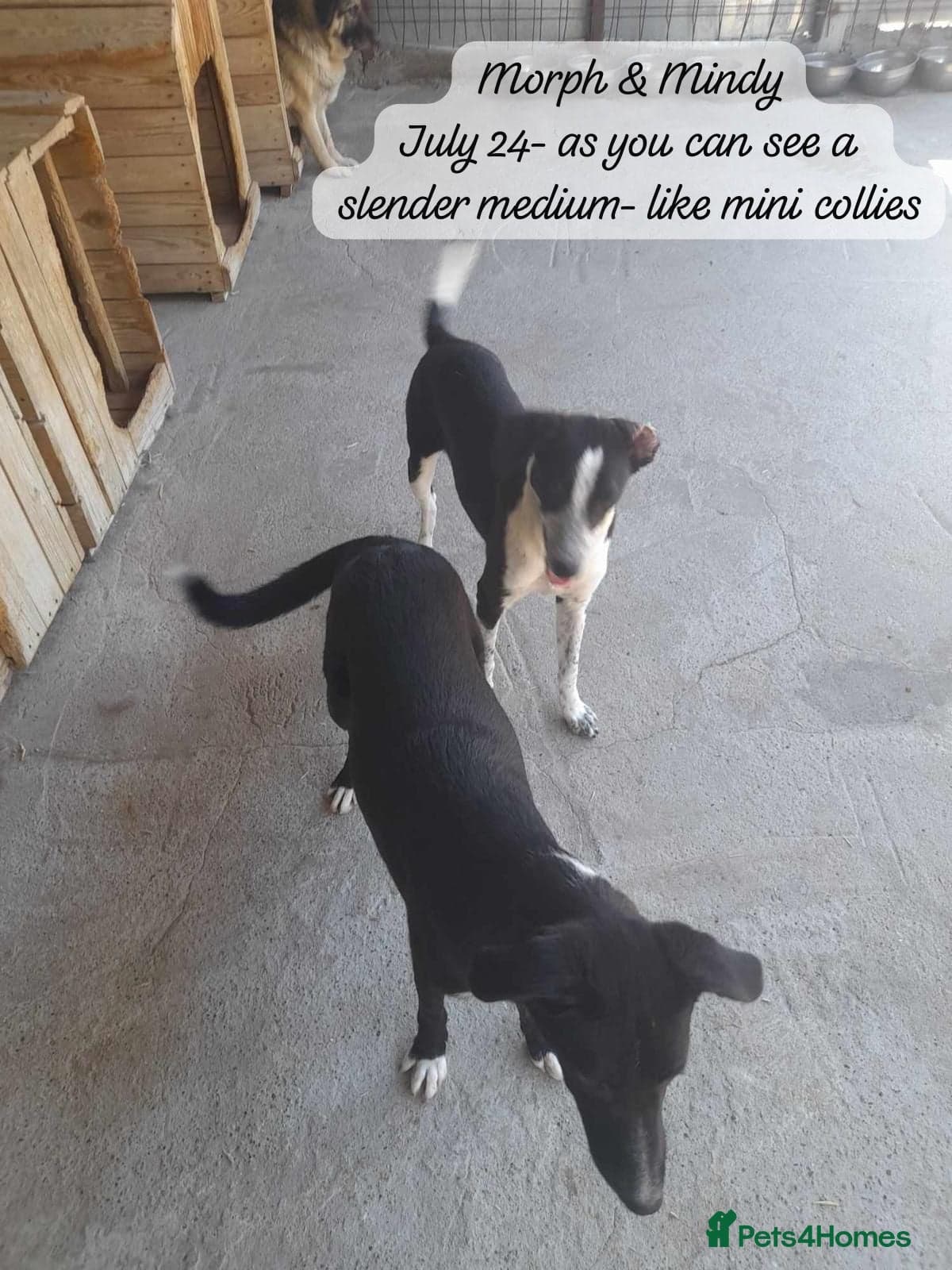 Pretty Mindy. Reserved STC. photo 6