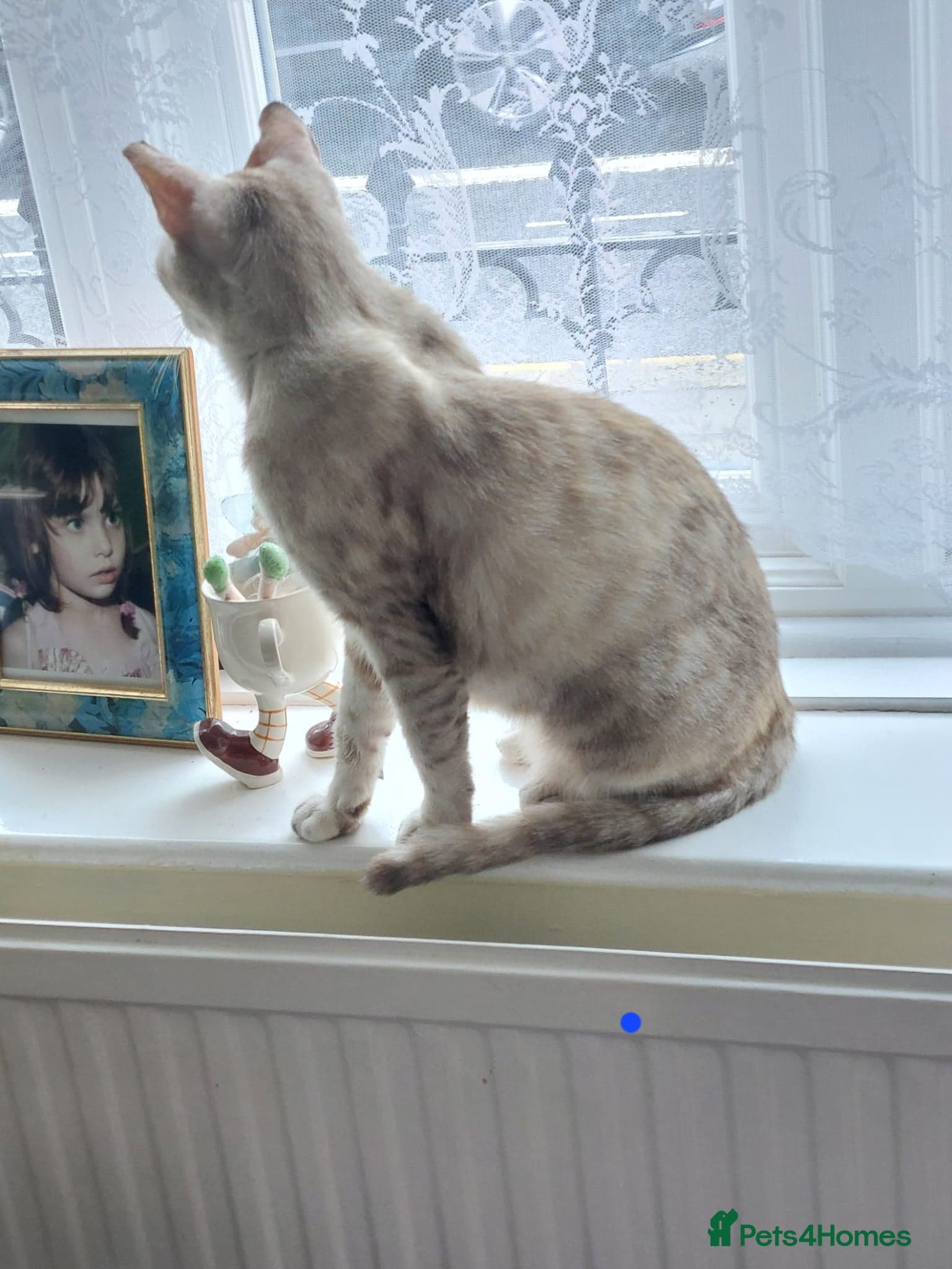 Gentle Senior Indoor Cat photo 8