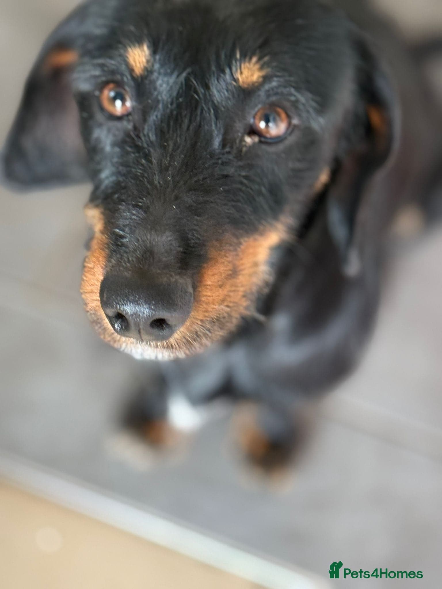 Lovely Cooper ready for his home! photo 13