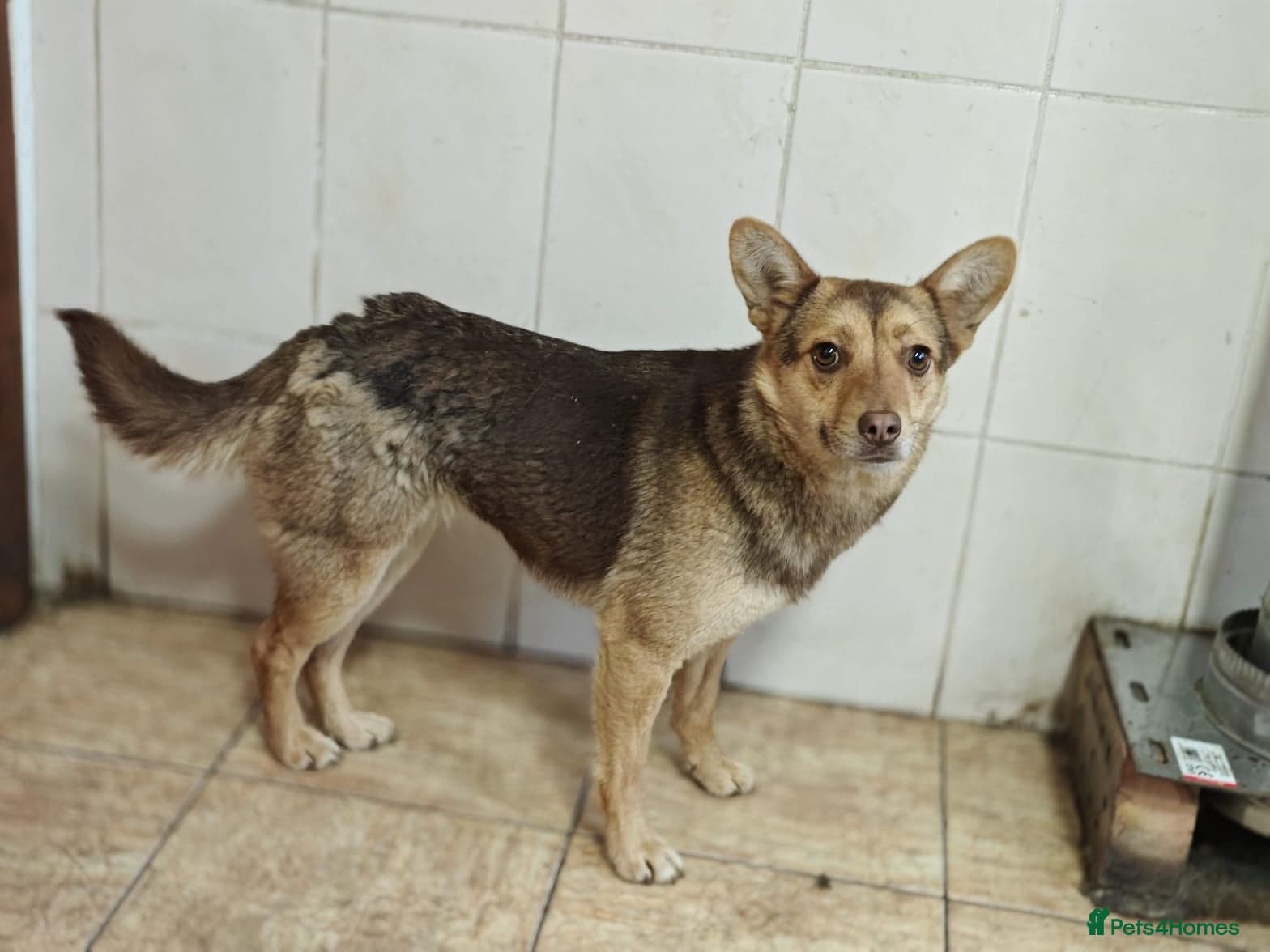 ๏ธ๐ถ rudya photo 14