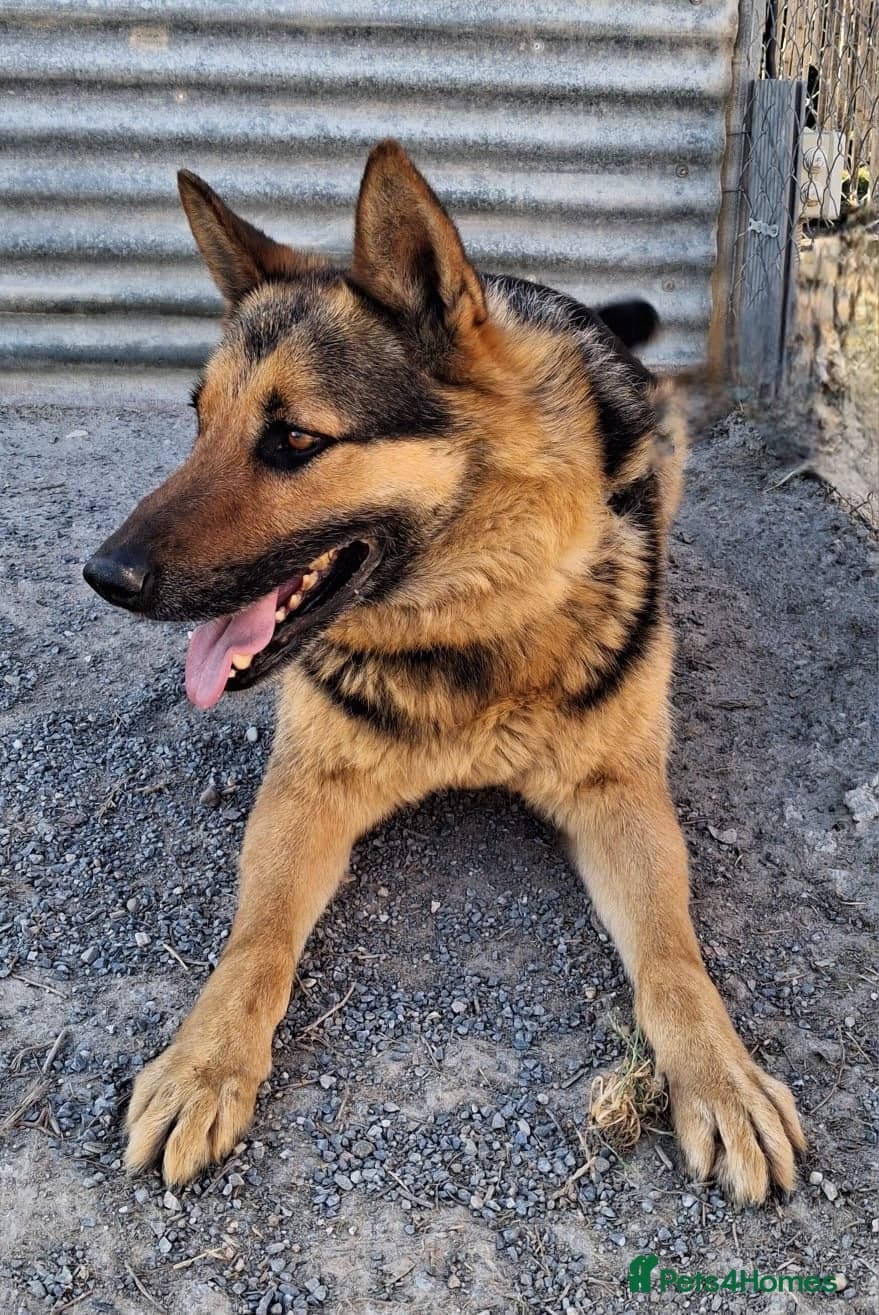 ️URGENT‼️🚨 Bandit 💙🐾 photo 4