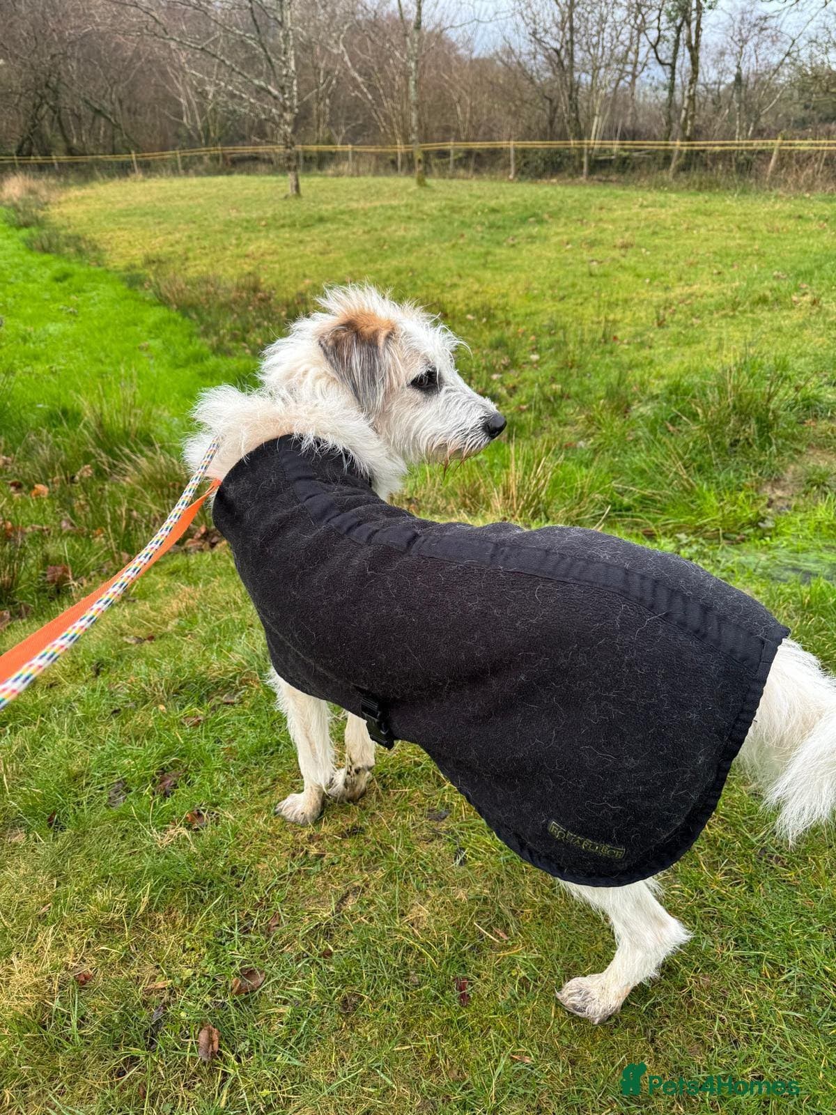 KALLIE- 18 months, loves dogs/playful/active/rural photo 28