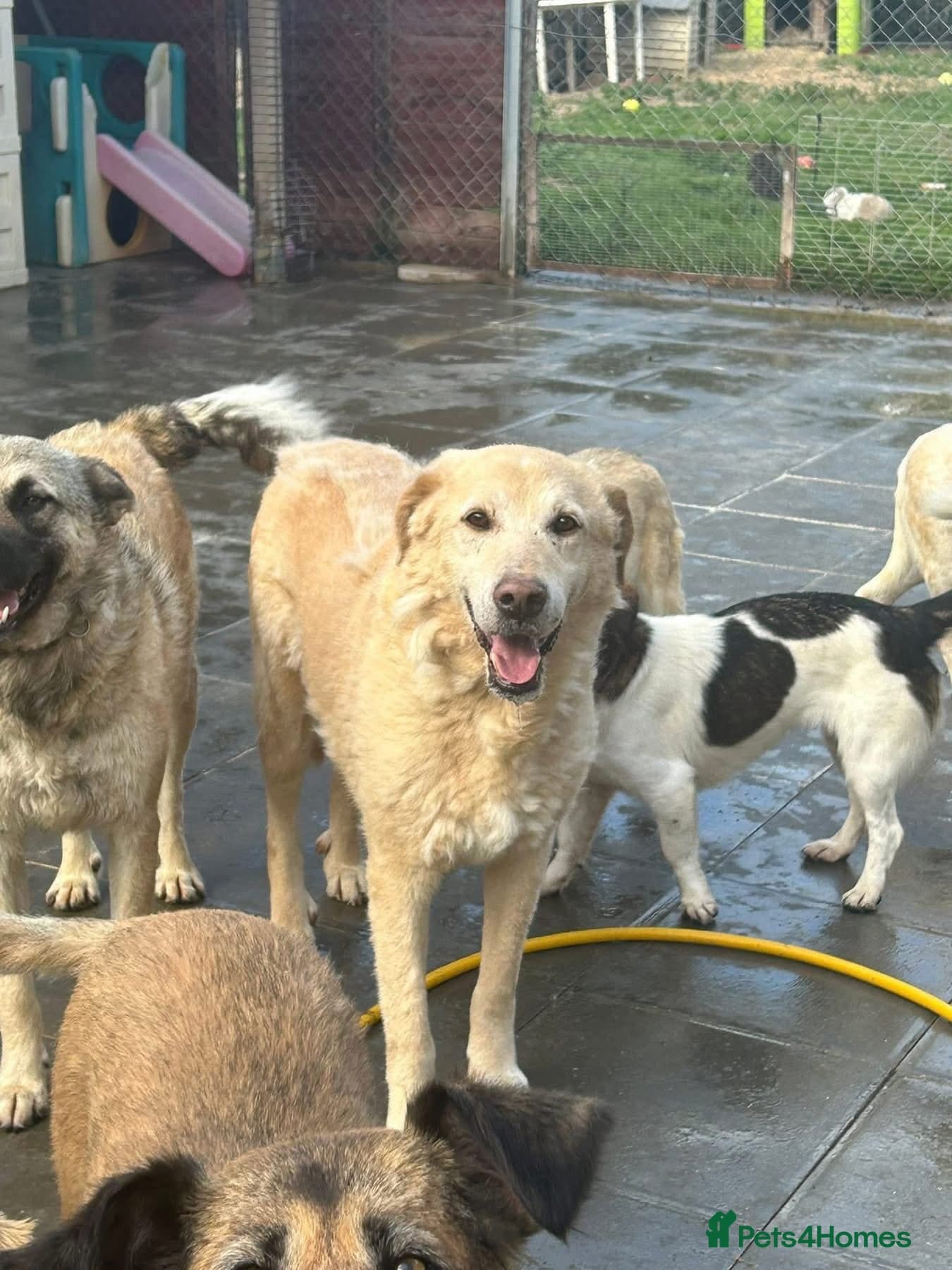 Rupert - Norwich Norfolk photo 20