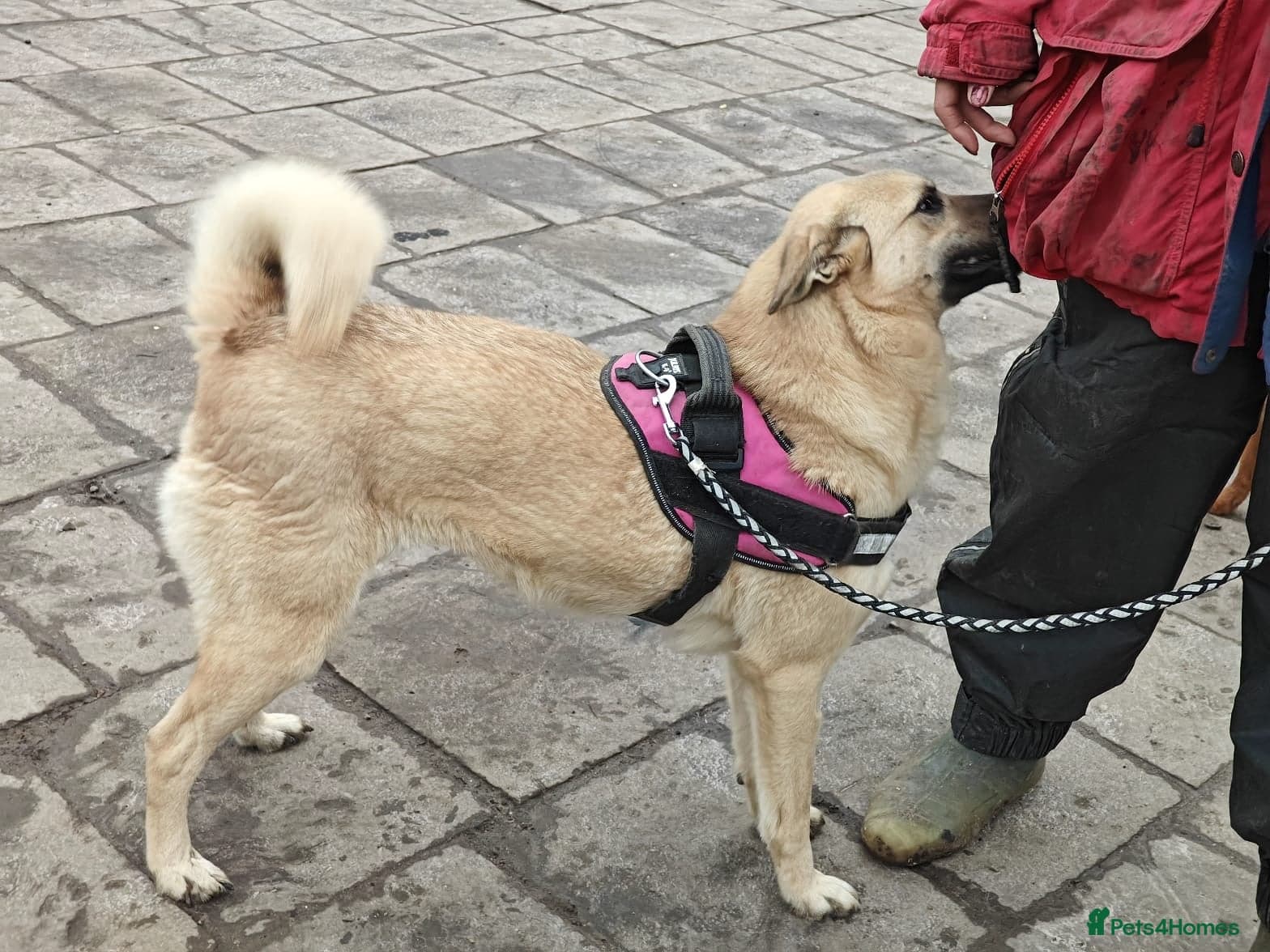 ๏ธ๐ถ stacy photo 11