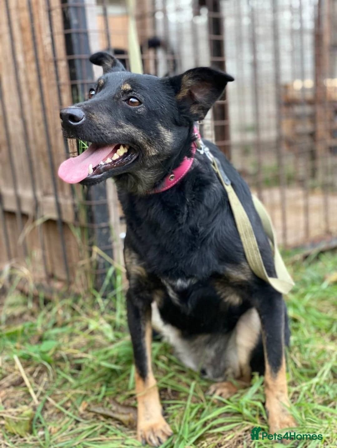 ️ROSIE❤️2.5 yo low-medium friendly loving girl photo 6