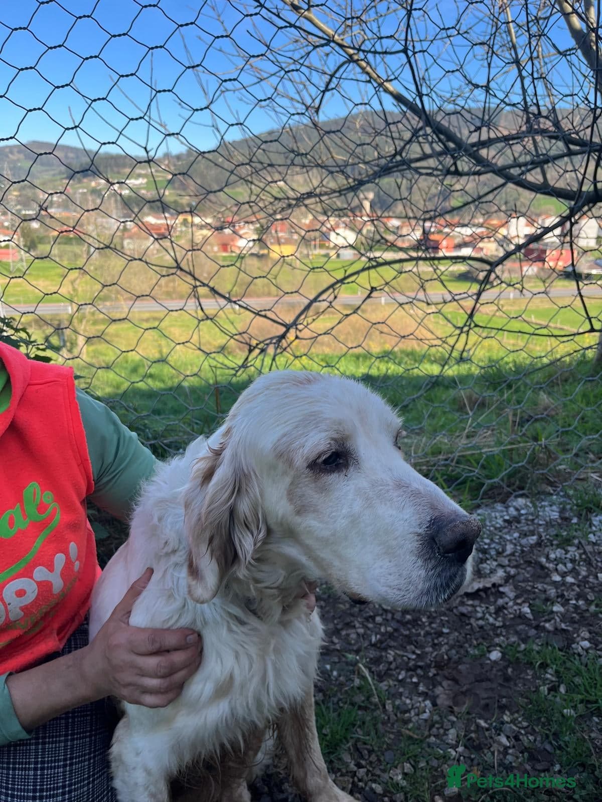 Cholo — English Setter