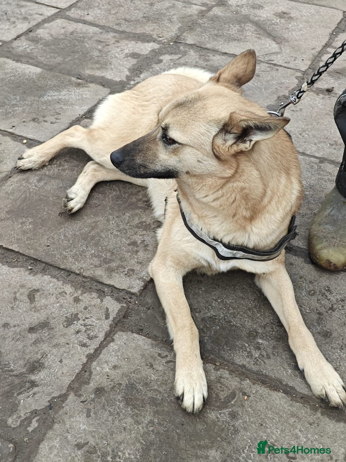 ๏ธ๐ถ stacy photo 18