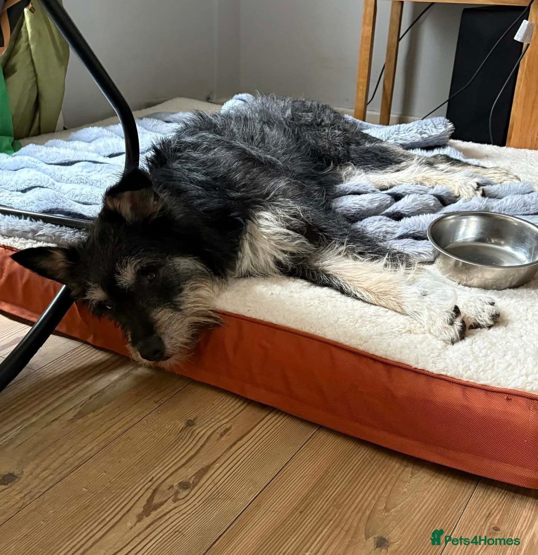 Mabel - Badersfield Norfolk photo 3