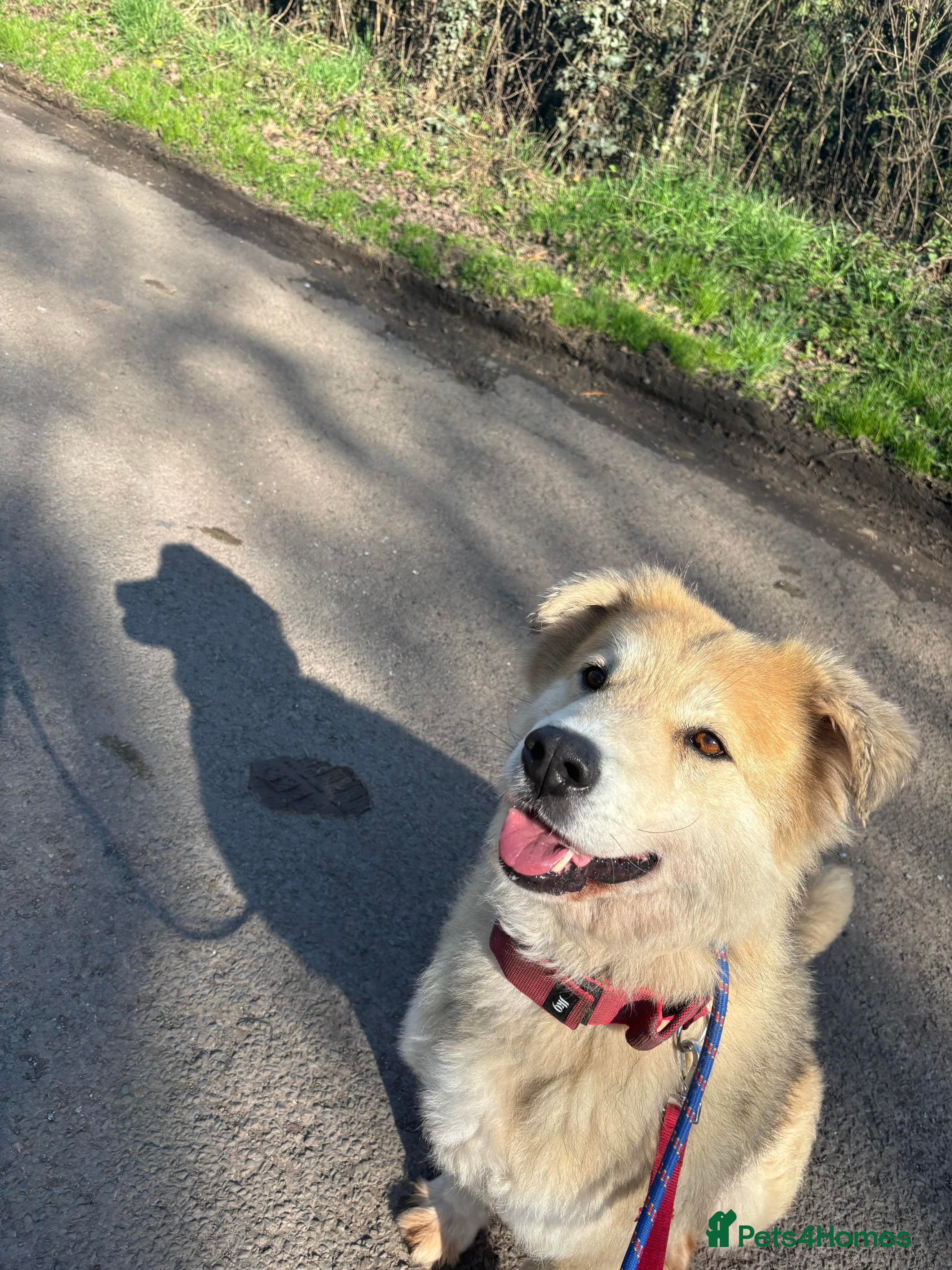 Meet Paddy, currently residing in Cheshire photo 12