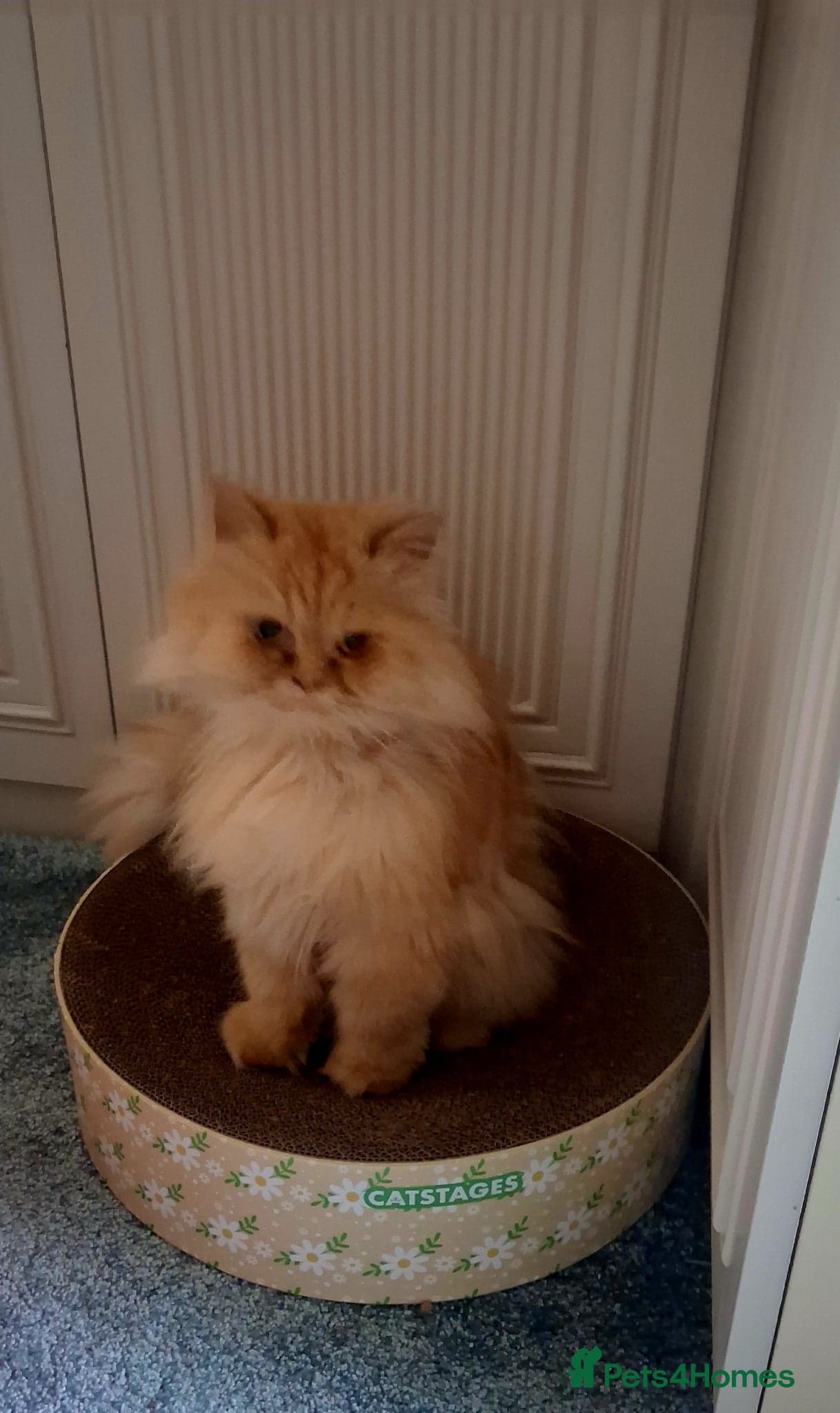 Lovely Lady Marigold photo 3