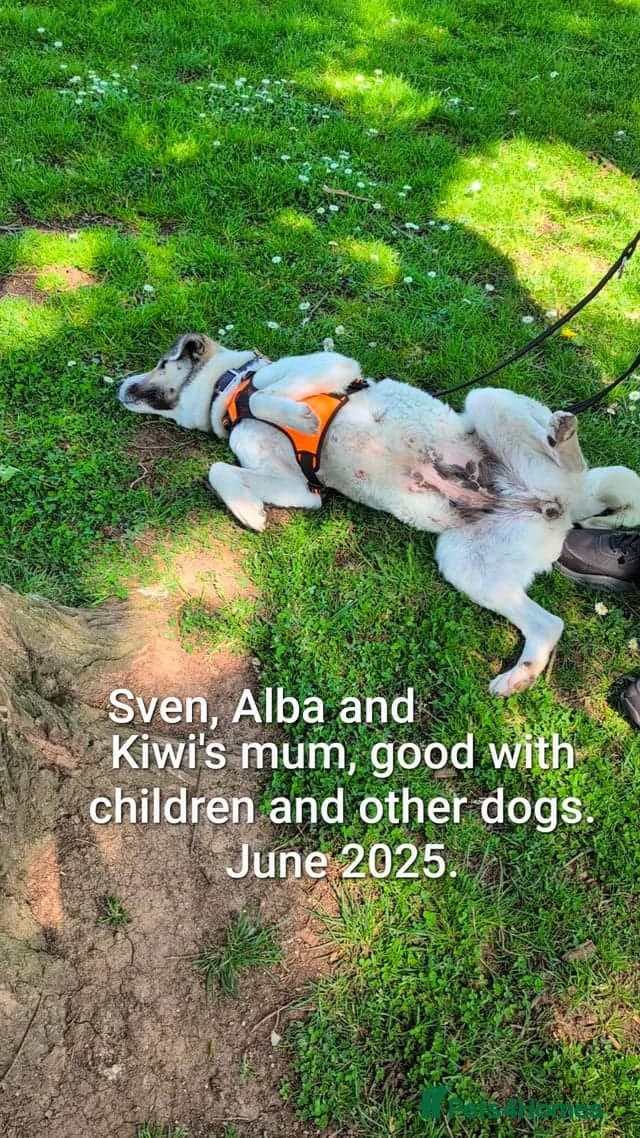 Sven, 1.5 yrs approx.Available for adoption. photo 14