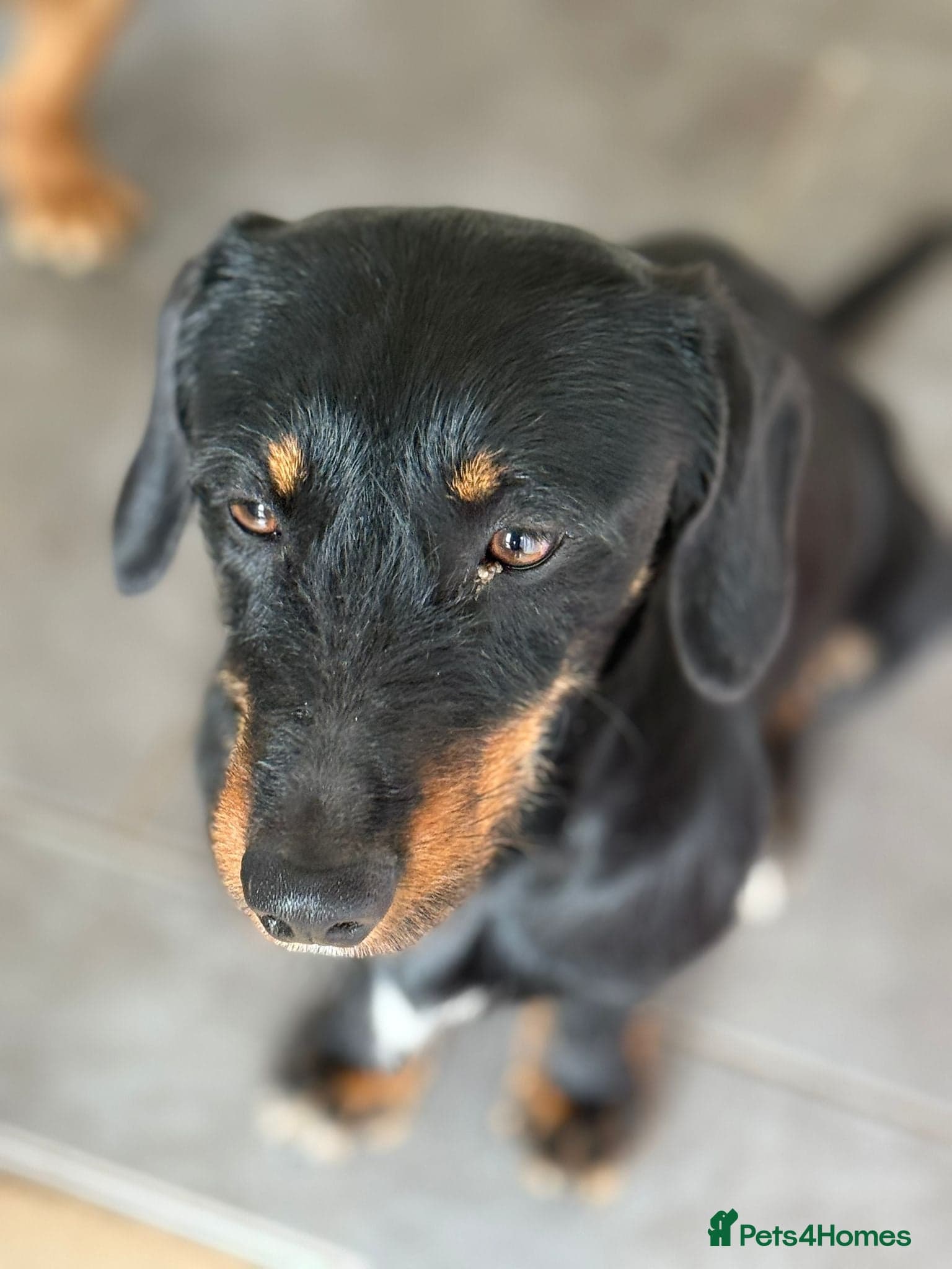 Lovely Cooper ready for his home! photo 11