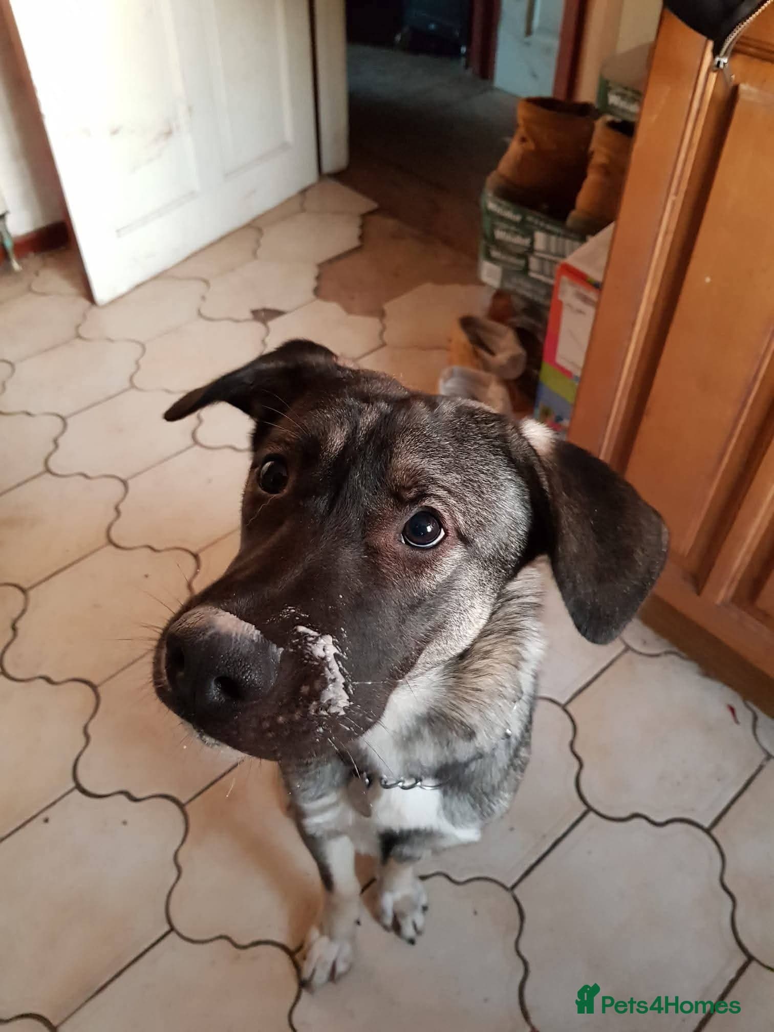 Meet Fagan, currently residing in Durham photo 4