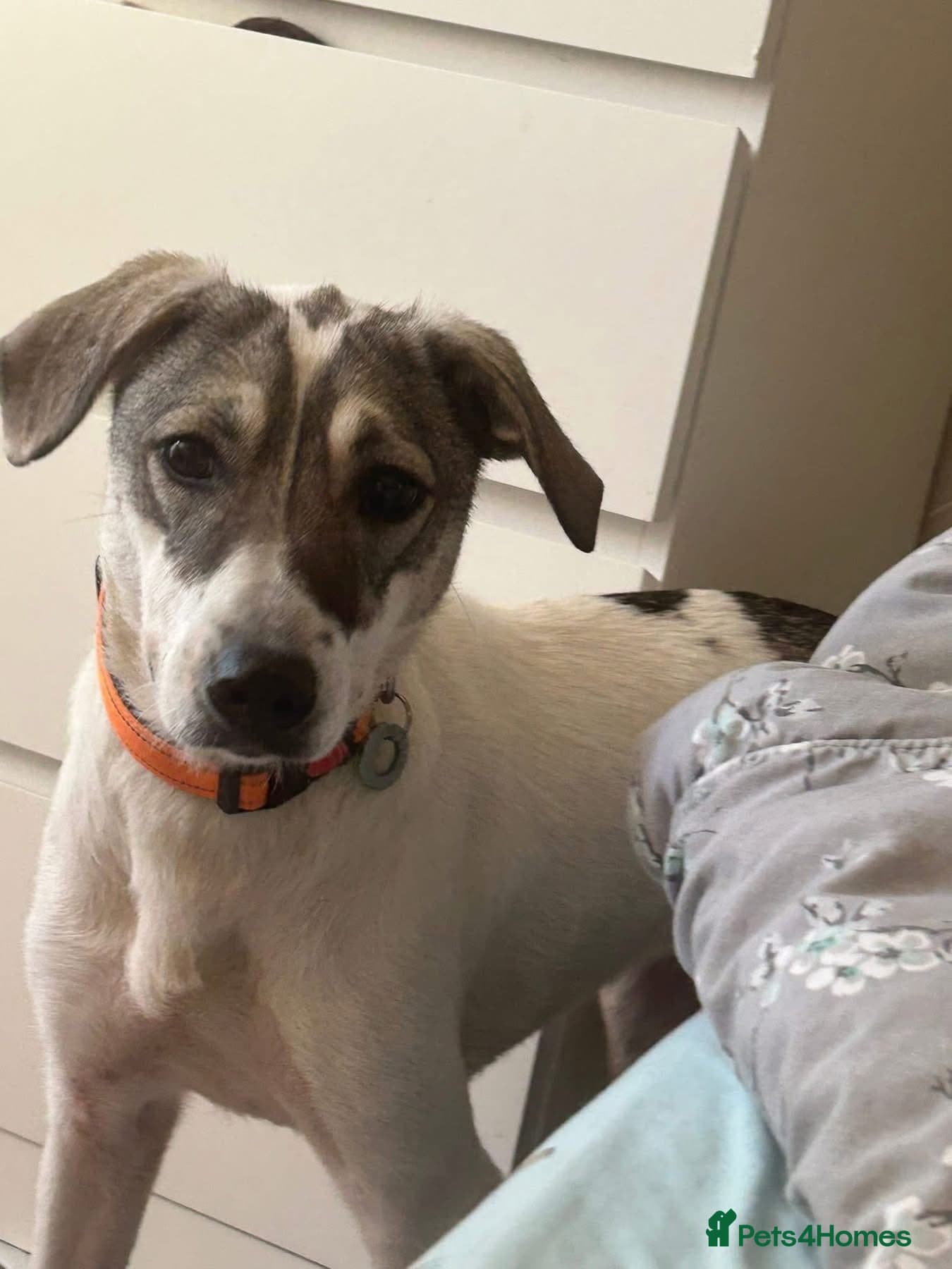 Lotty (2) Norwich Norfolk — Mixed Breed