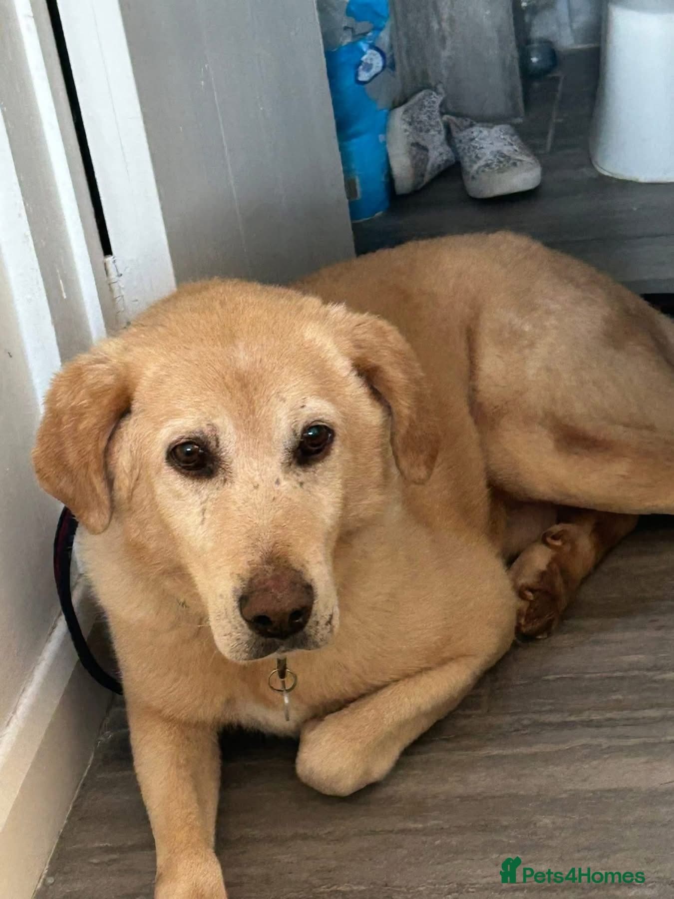 Rupert - Norwich Norfolk photo 17