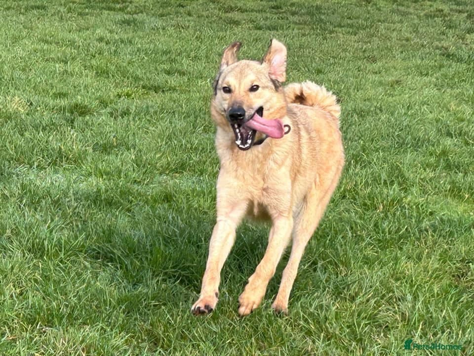 Pettern - Norwich Norfolk photo 20