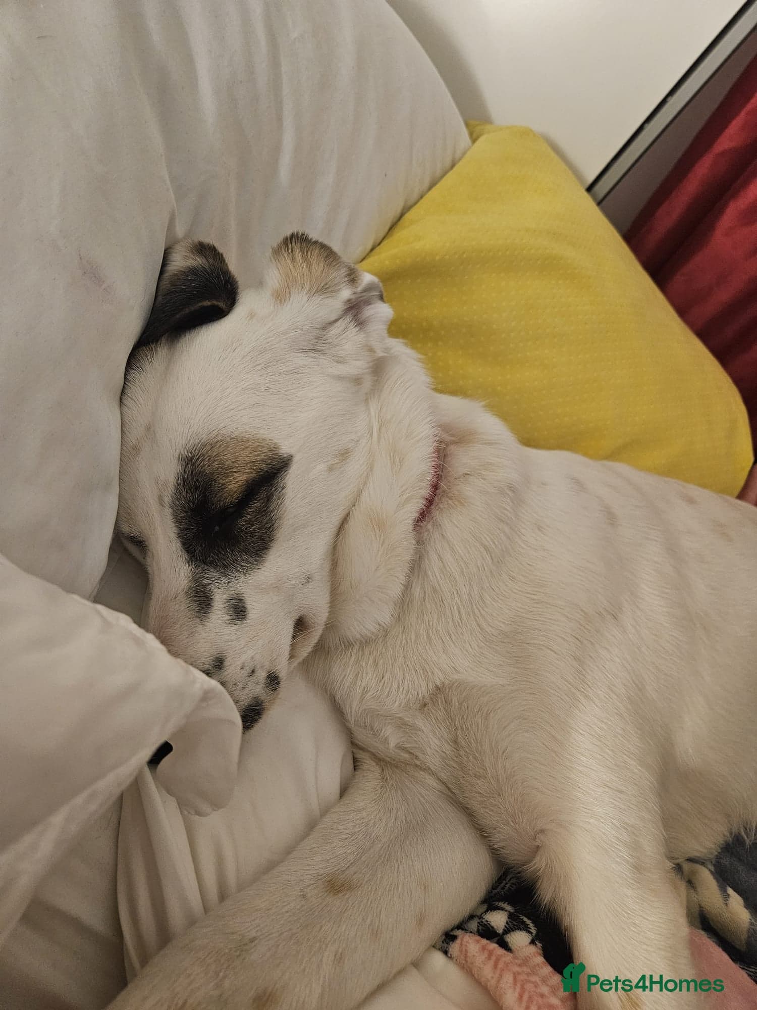 ️PLIAMKA❤️9-month-old loving and playful girl photo 6